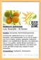 Preview: Solanum quitoense * 20 Samen
